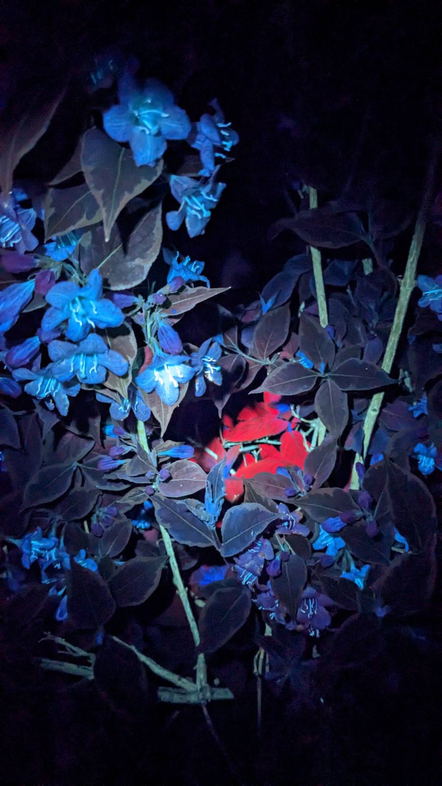 Convoy S2 UV 365nm , CUN66A1B