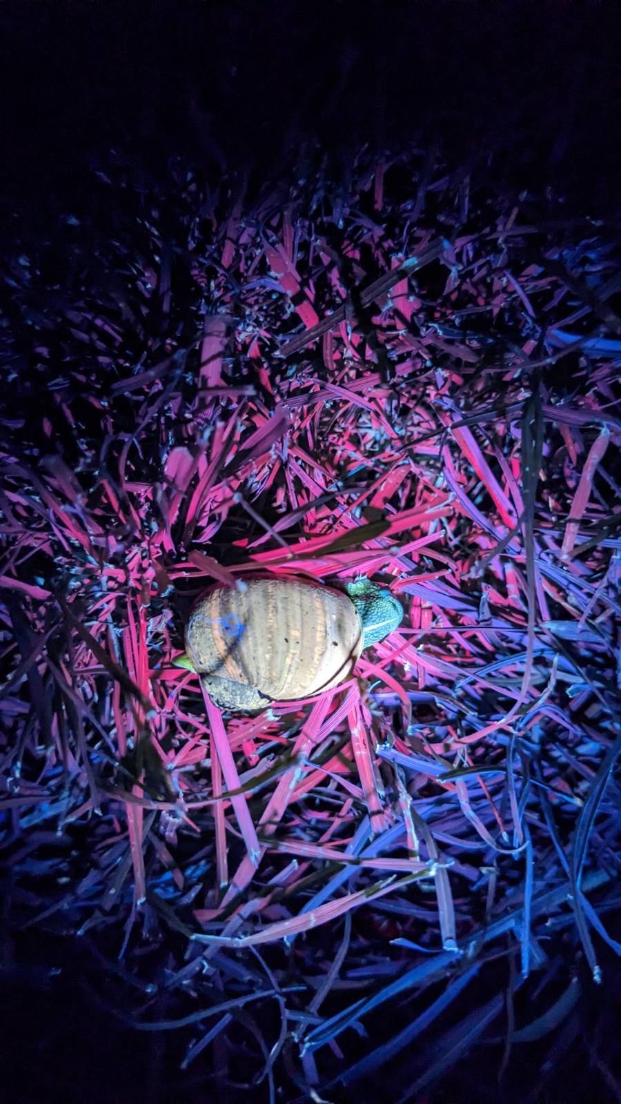 Convoy S2 UV 365nm , CUN66A1B