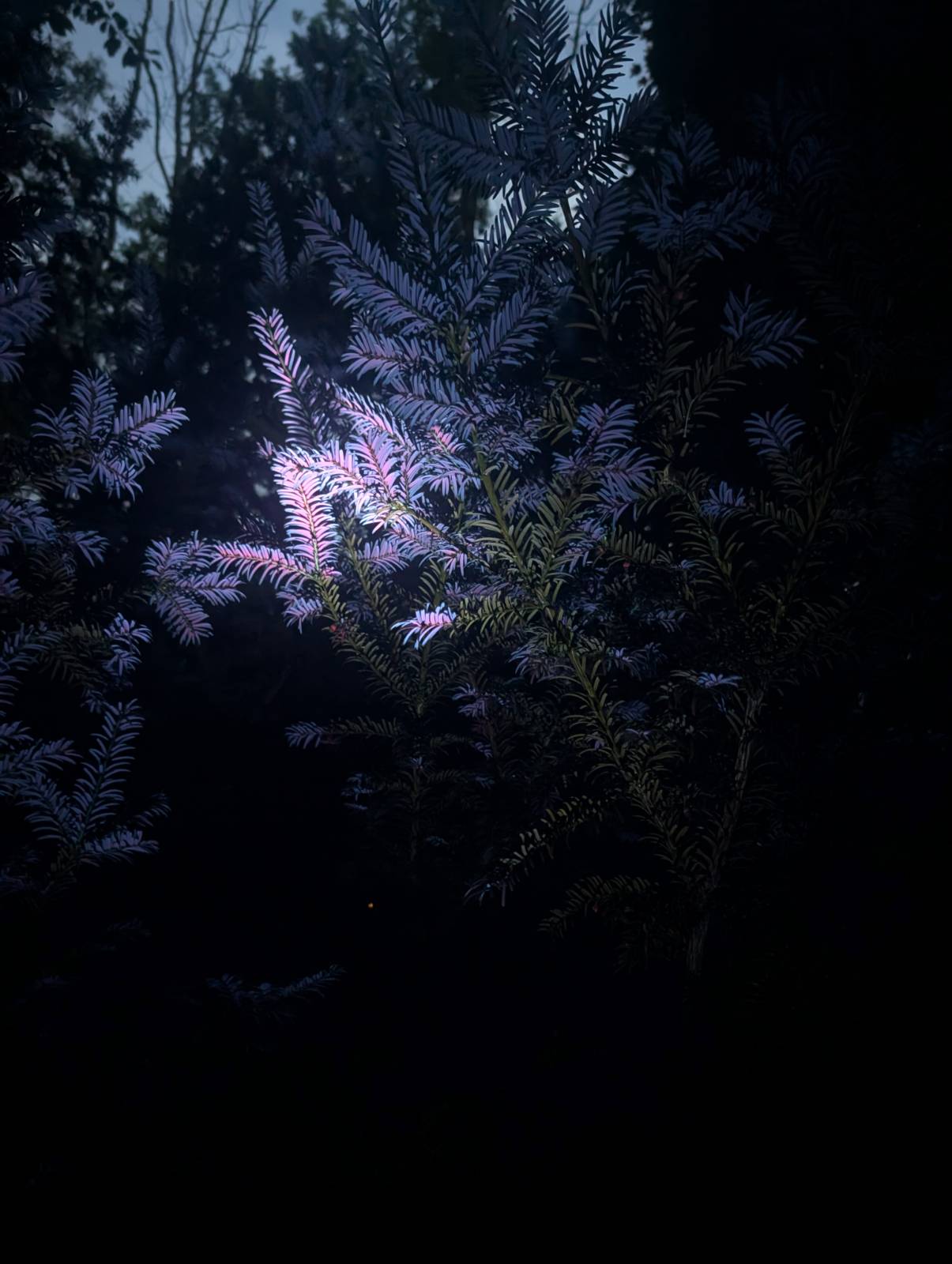 Convoy S12 Triple 365nm UV LED Flashlight (restocking pre order only ETA 19/12)