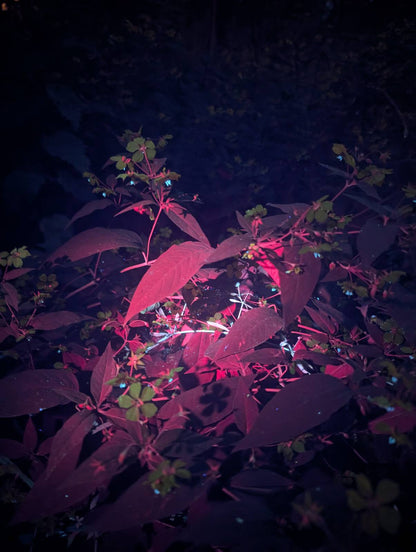 Convoy S12 Triple 365nm UV LED Flashlight (restocking pre order only ETA 19/12)