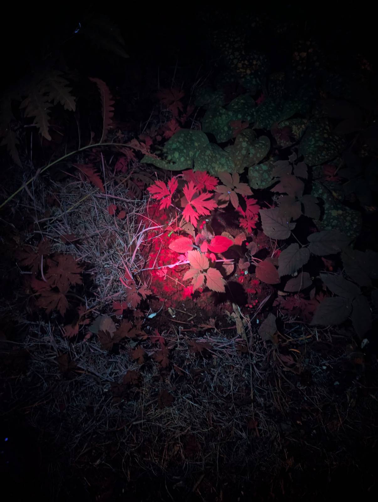 Convoy S12 Triple 365nm UV LED Flashlight (restocking pre order only ETA 19/12)