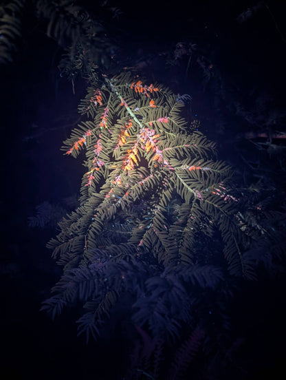 Convoy S12 Triple 365nm UV LED Flashlight (restocking pre order only ETA 19/12)